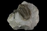 Tower-Eyed, Erbenochile Trilobite From Ou Driss - Top Quality! #130645-1